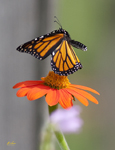 Monarch 7962